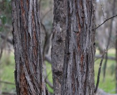 Eucalyptus macrorhyncha macrorhyncha