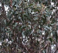 Eucalyptus macrorhyncha macrorhyncha