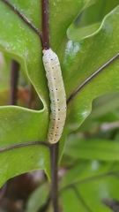Argyrosticta decumana
