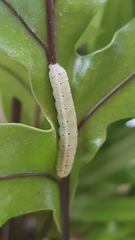 Argyrosticta decumana