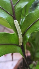 Argyrosticta decumana