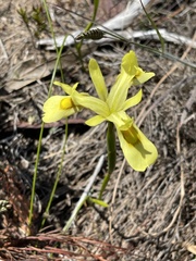 Moraea angusta