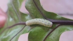 Argyrosticta decumana