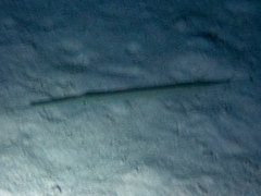 Fistularia commersonii