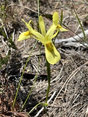 Moraea angusta