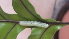 Argyrosticta decumana
