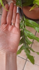 Argyrosticta decumana