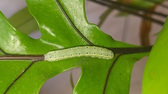 Argyrosticta decumana