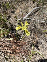 Moraea angusta