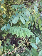 Robinia pseudoacacia