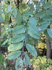 Robinia pseudoacacia