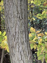 Robinia pseudoacacia