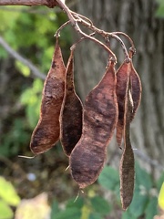 Robinia pseudoacacia