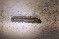 Spodoptera littoralis