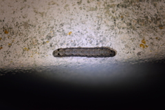 Spodoptera littoralis