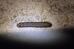 Spodoptera littoralis