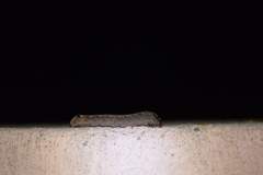 Spodoptera littoralis