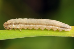 Tenthredopsis tessellata