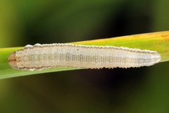 Tenthredopsis tessellata