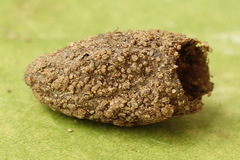 Tenthredopsis tessellata