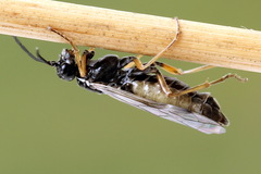 Tenthredopsis tessellata