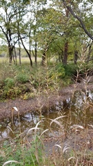 Elymus hystrix hystrix