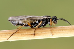 Tenthredopsis tessellata