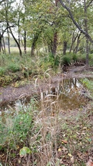 Elymus hystrix hystrix