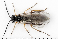 Tenthredopsis tessellata