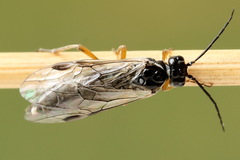 Tenthredopsis tessellata