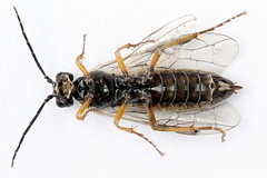 Tenthredopsis tessellata