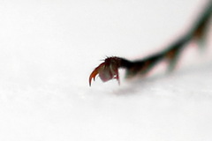 Tenthredopsis tessellata