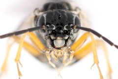 Tenthredopsis tessellata