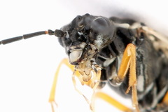 Tenthredopsis tessellata