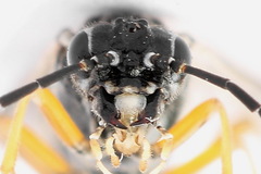 Tenthredopsis tessellata