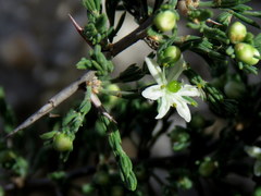 Asparagus stipulaceus