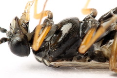 Tenthredopsis tessellata