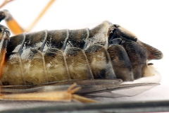 Tenthredopsis tessellata