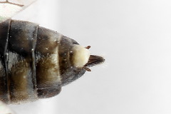 Tenthredopsis tessellata