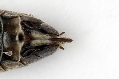 Tenthredopsis tessellata