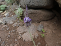 Lavandula buchii