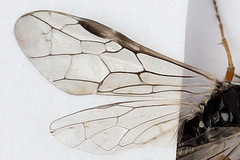 Tenthredopsis tessellata