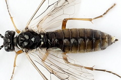 Tenthredopsis tessellata