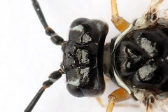 Tenthredopsis tessellata