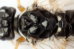Tenthredopsis tessellata