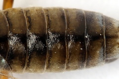 Tenthredopsis tessellata