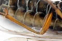 Tenthredopsis tessellata