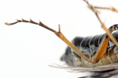 Tenthredopsis tessellata