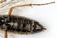 Tenthredopsis tessellata