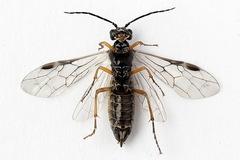 Tenthredopsis tessellata